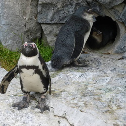 manchots-phoques-otaries