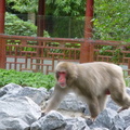 macaquejapon